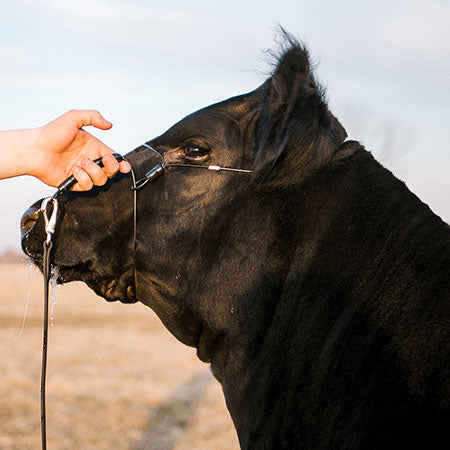 Sullivan Supply Phantom Cattle Cable Halter w/Ghost Grip (Medium, Black)