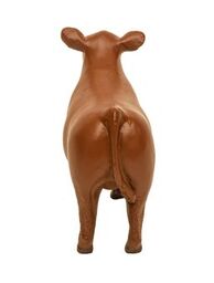 Little Busters Champion Show Steer Red